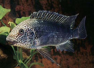 Petrochromis sp. 'texas'